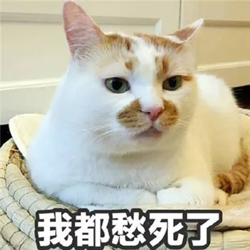 猫咪苦恼表情包图片